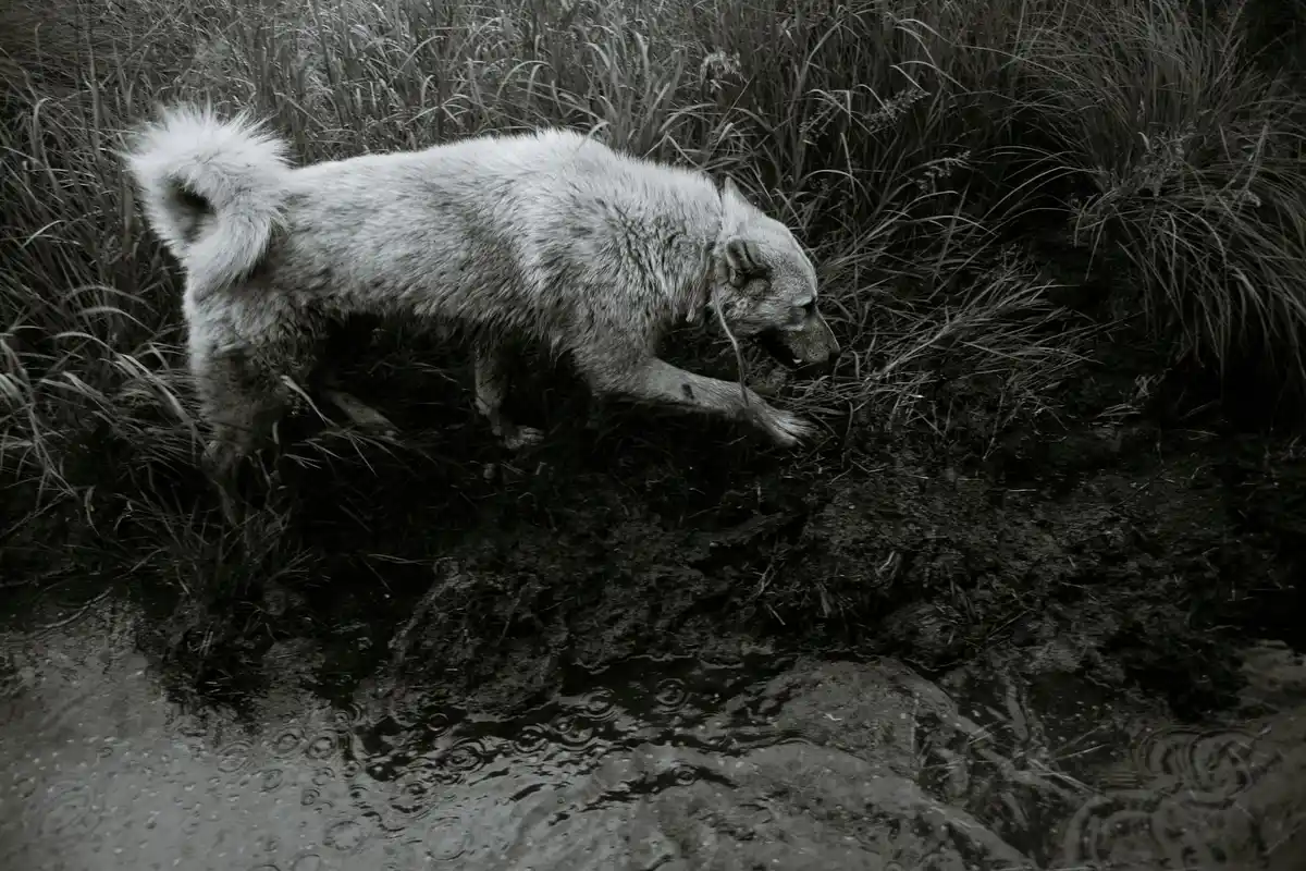 Black-and-white photo of a dog digging at the edge of a muddy lawn with tall grasses behind