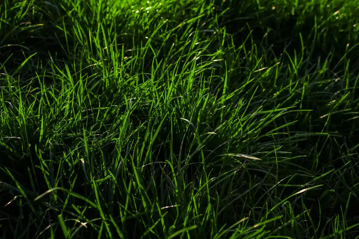 Close-up of lush green lawn grass blades.