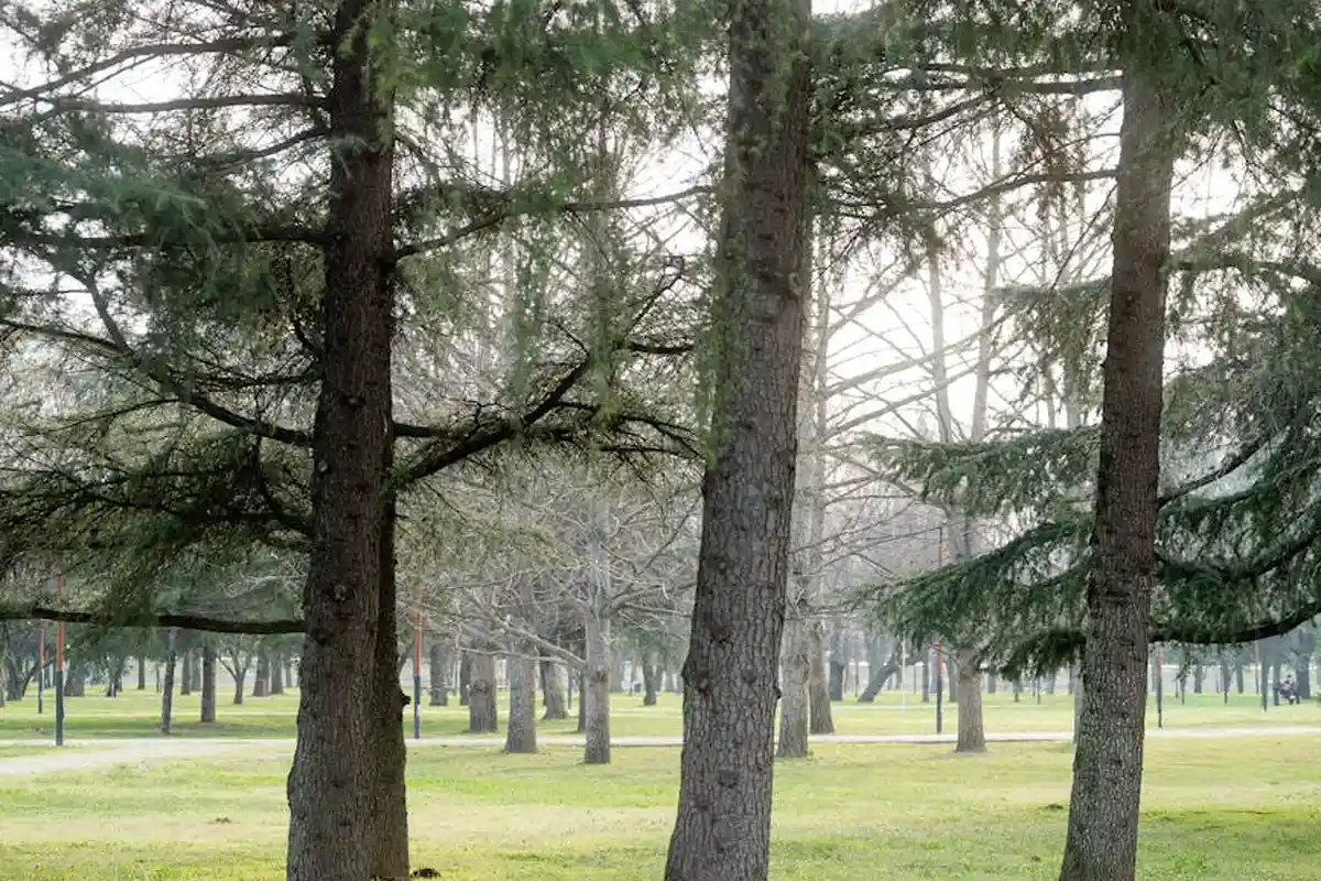 Tree-lined park with lush green grass and sunlight filtering through branches