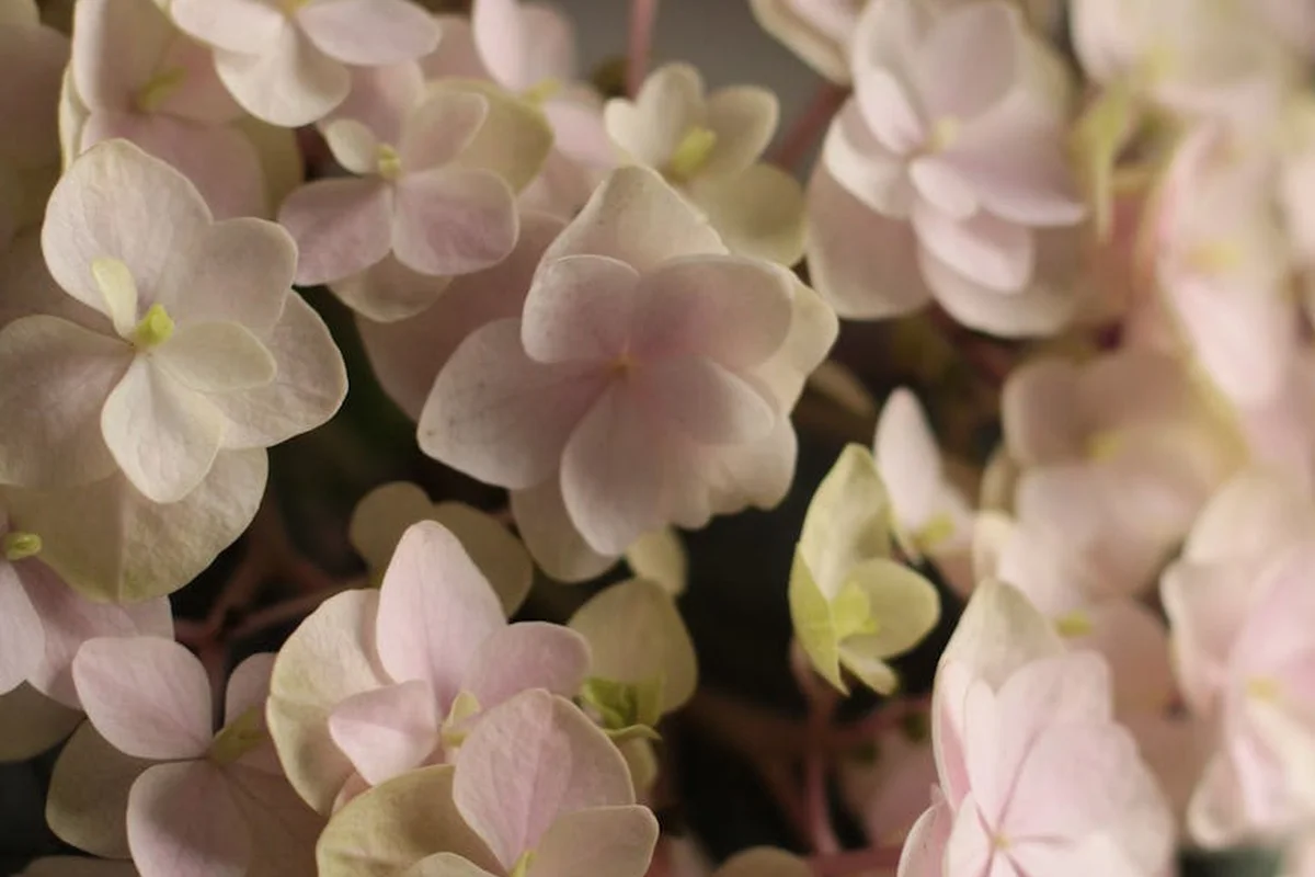 Close-up of pale pink hydrangea blossoms (Greedy Grass cultivar)