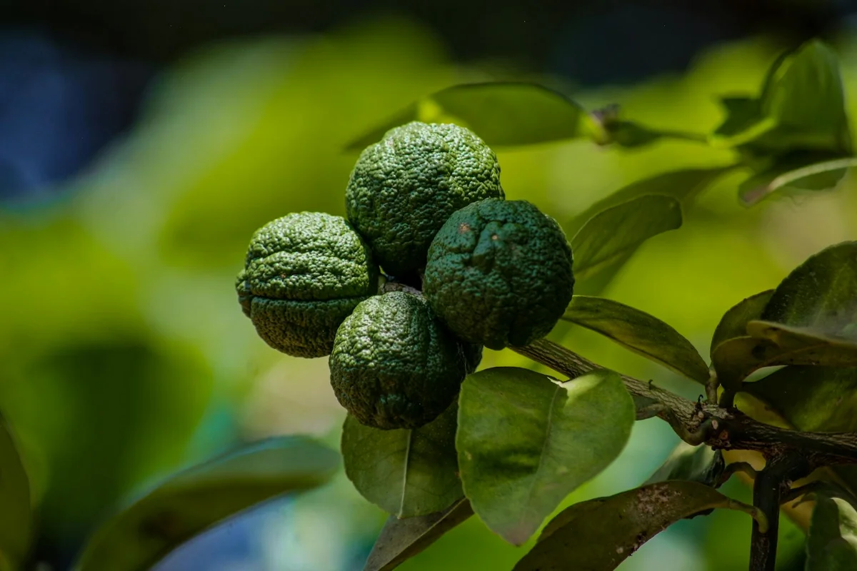 Close-up of green, knobby fruit clustered on a branch with leaves.