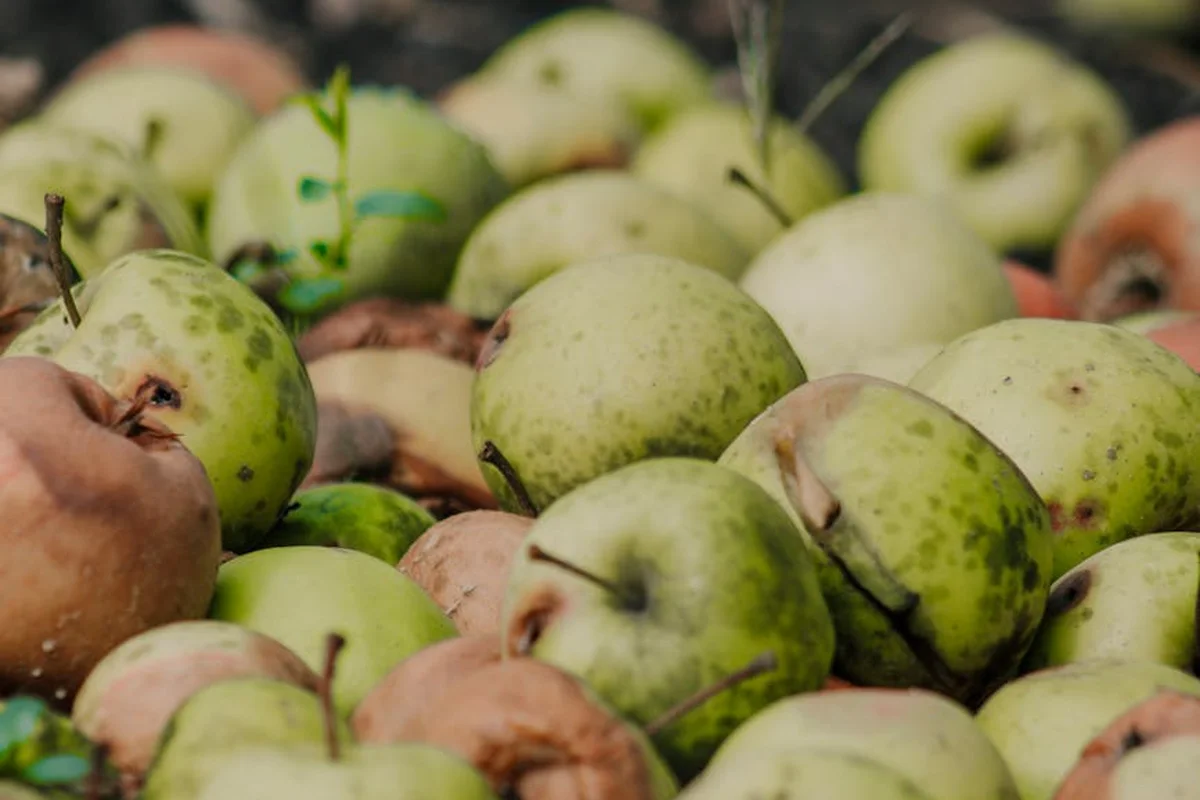 Pile of green apples with some brown spots