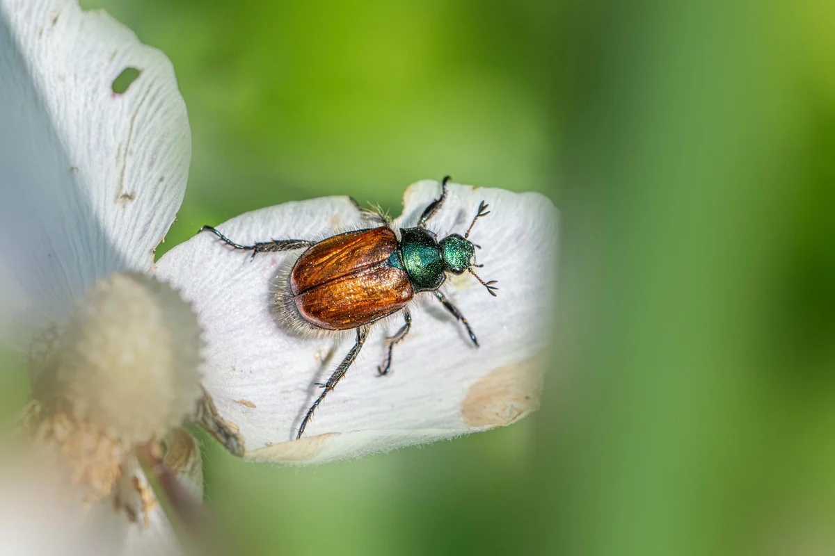 Metallic green beetle on a white flower petal, a common lawn pest’s adult stage