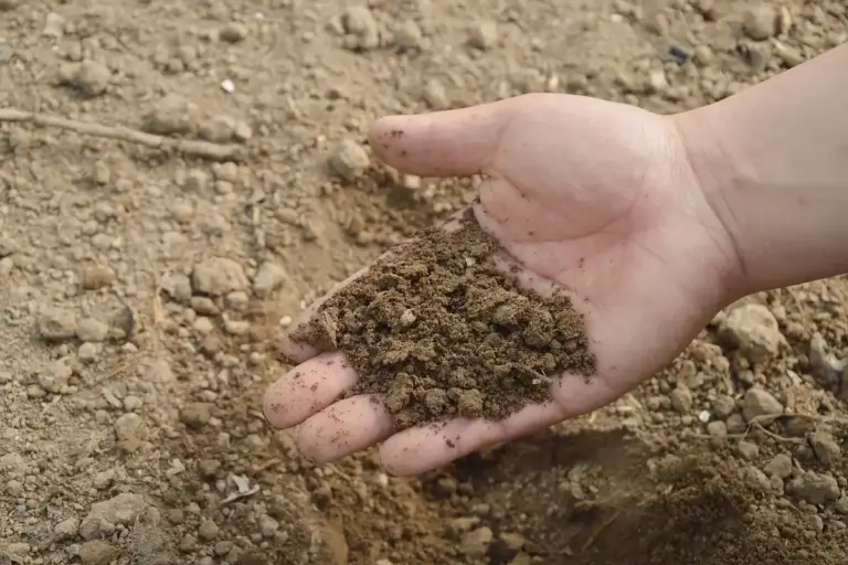 A hand cupping a small pile of soil-like fertilizer granules over bare soil.