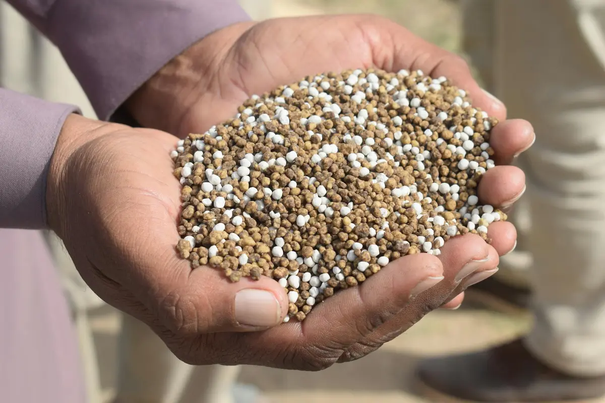 Hands cupping a mix of brown and white granular fertilizer pellets
