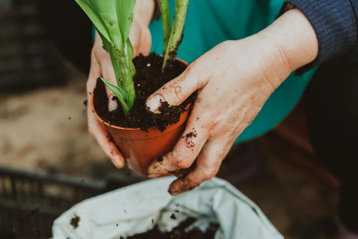 Close-up of a gardener's hands transplanting a young plant into a small terracotta pot, soil on fingers, illustrating hands-on care in lawn-alternative gardening.