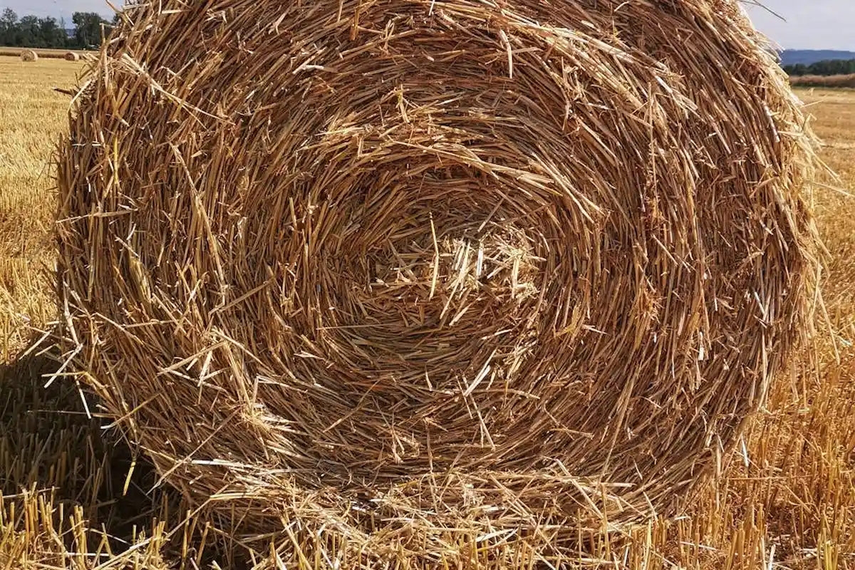Close-up of a large round hay bale in a golden field