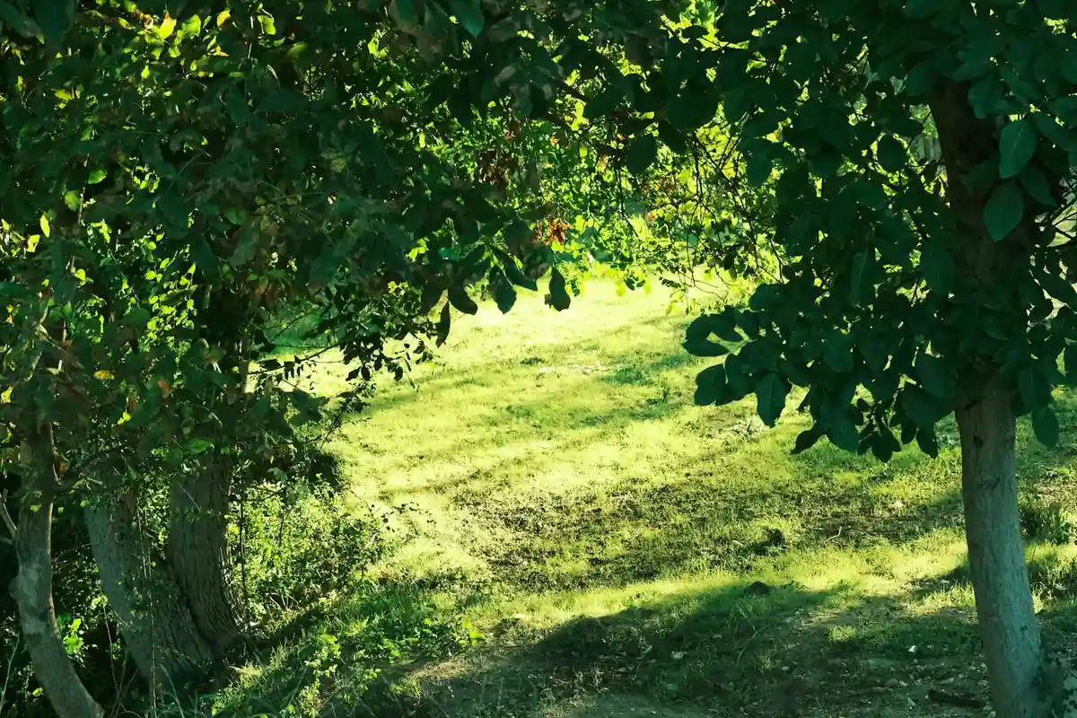 Lawn under a dense canopy of trees with dappled sunlight on the grass