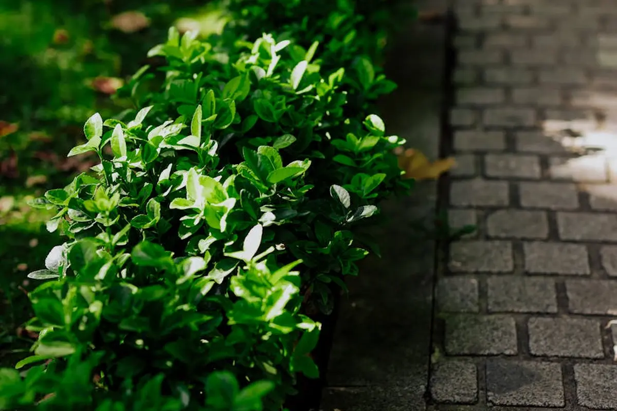 Close-up of a lush green hedge beside a paved stone edging along a lawn