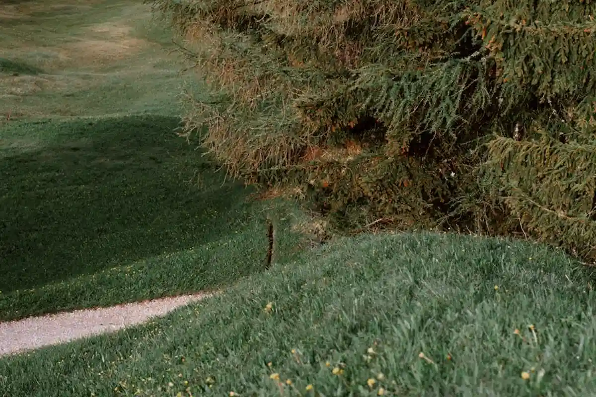 Sloped grassy yard with a small gravel path and a dense evergreen shrub in the background.