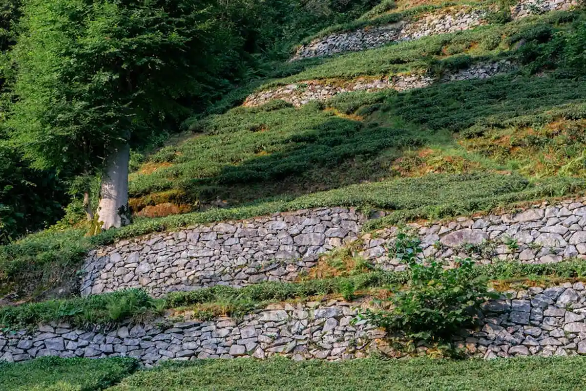 Terraced hillside with stone retaining walls and green ground cover.