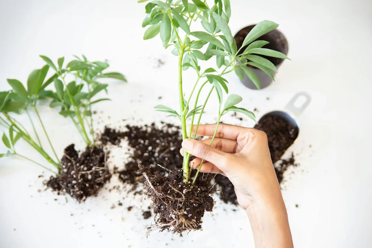 Close-up of a gardener's hand lifting a young plant with exposed roots from soil, with small seedlings and soil clumps on a white background.