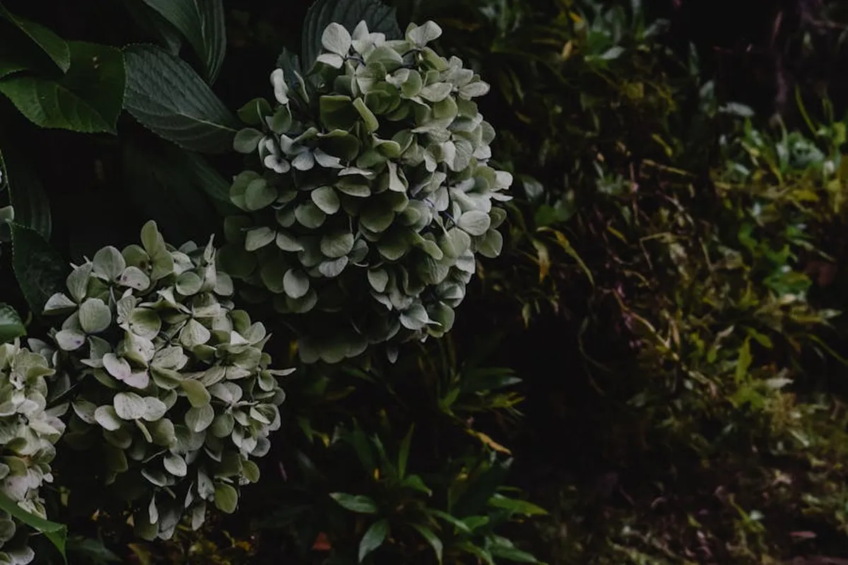Close-up of pale hydrangea flower clusters with green leaves in a dark garden setting.