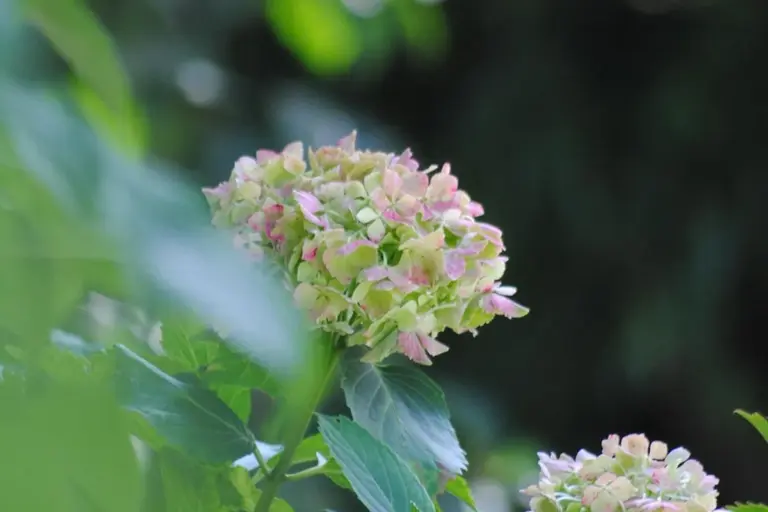 Close-up of a pink-green hydrangea flower cluster with green leaves in a garden.