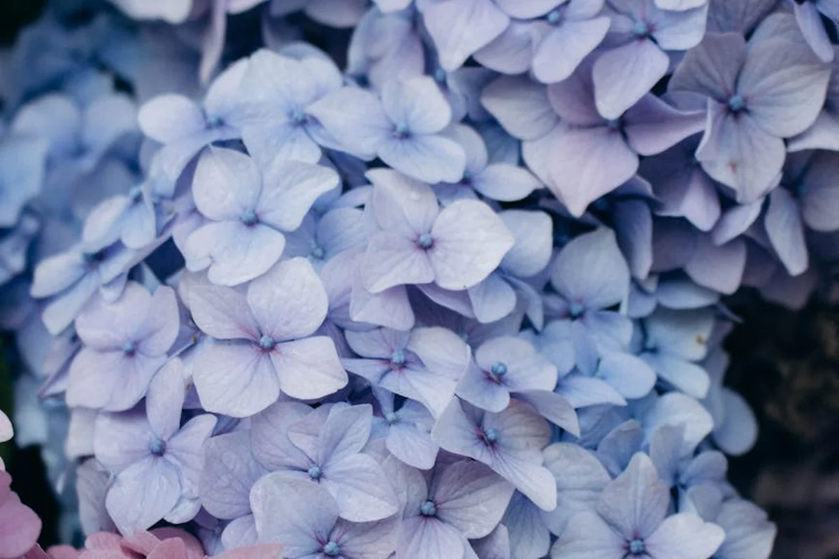 Close-up of pale blue hydrangea blossoms forming a dense cluster