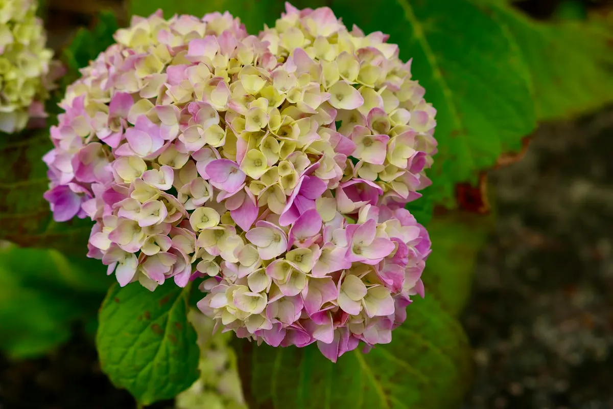 Close-up of a pink and cream hydrangea bloom with green leaves