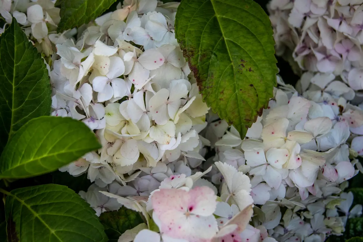 Close-up of white hydrangea blossoms with green leaves