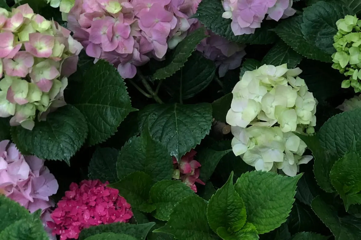 Close-up of hydrangea blossoms in pink, white, and purple hues with dark green leaves