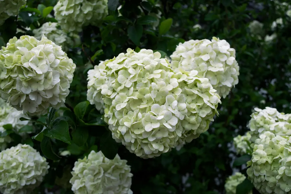 Close-up of white hydrangea blooms in a garden