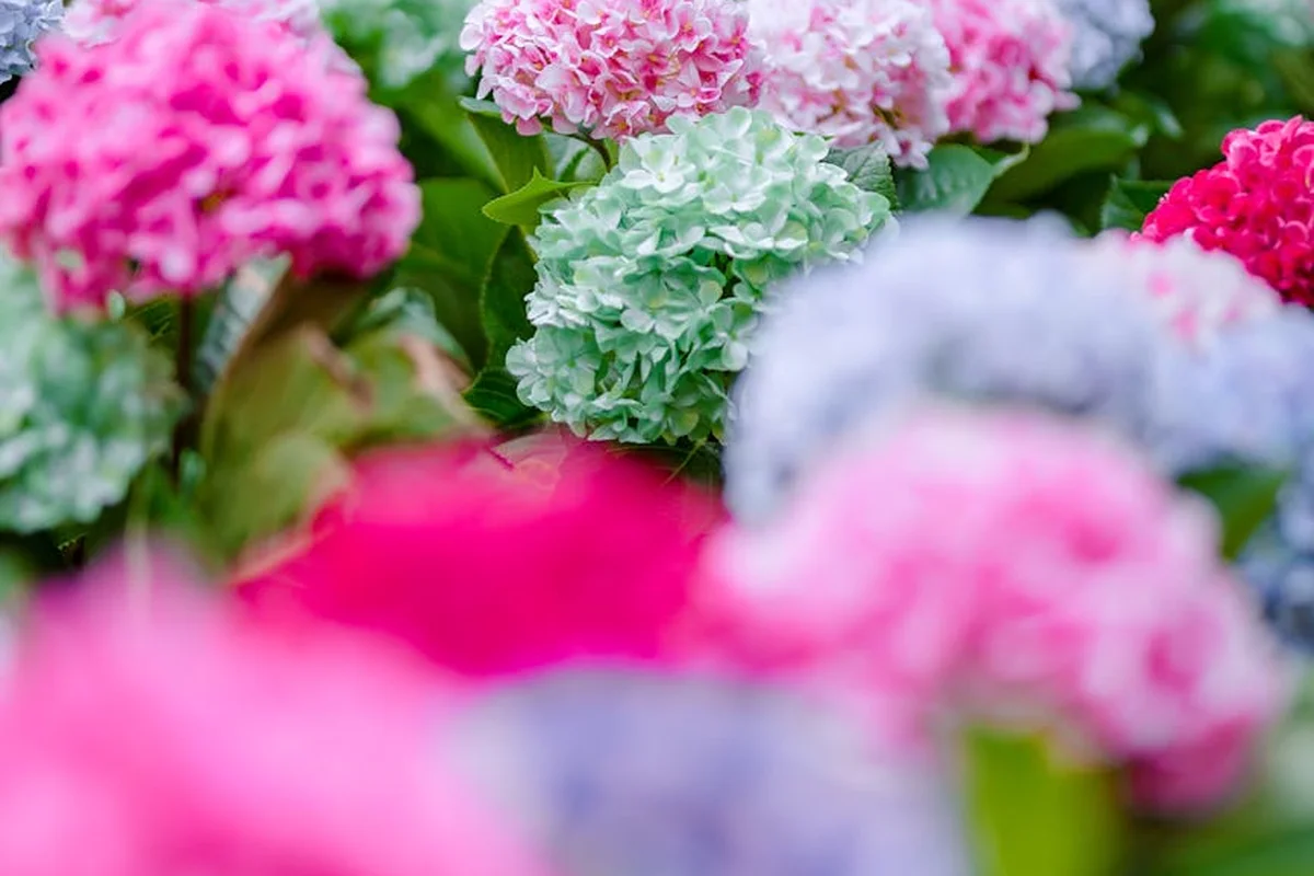 Close-up of colorful hydrangea blooms in shades of pink, blue, and green