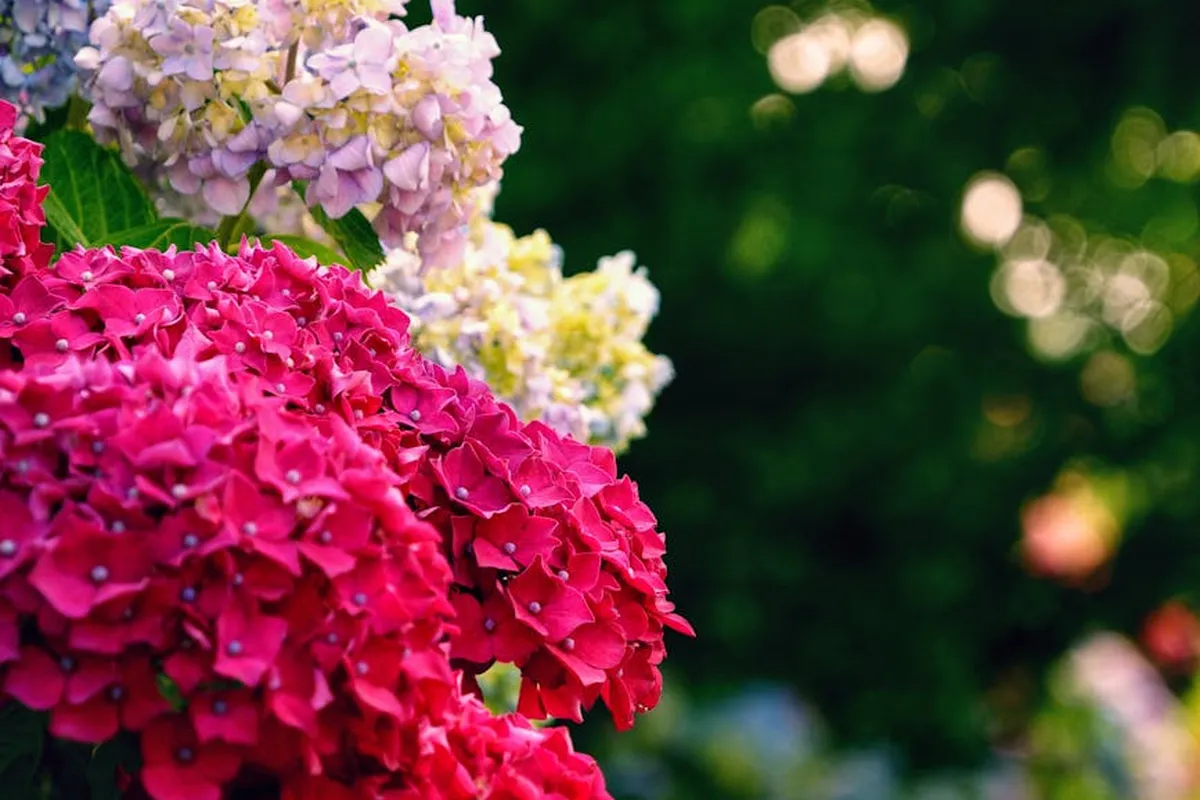 Close-up of vibrant pink and purple hydrangea blooms in a garden