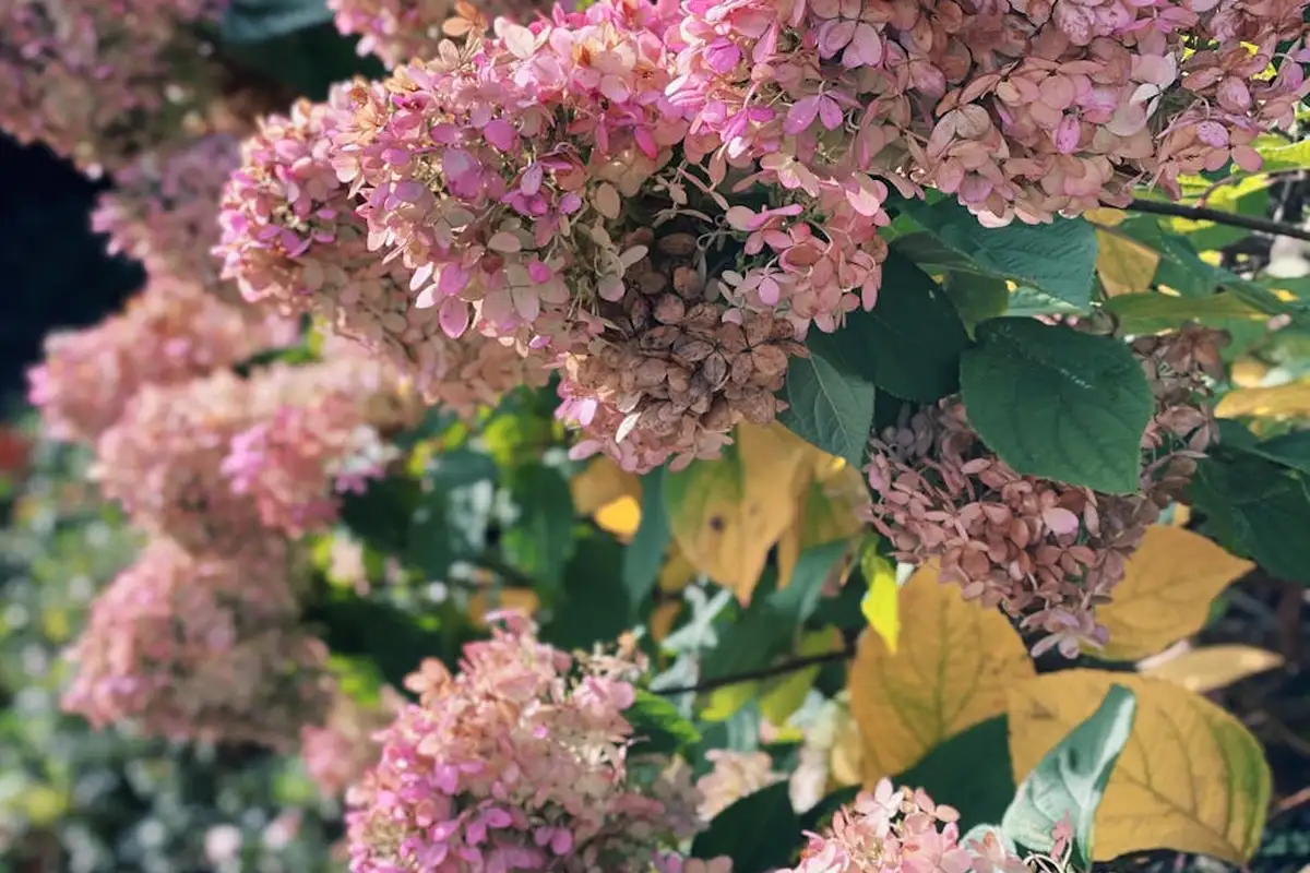 Close-up of pink hydrangea blossoms with green and yellow foliage
