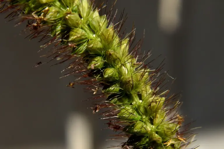 Close-up of a green foxtail-like grass seed head with spiky awns