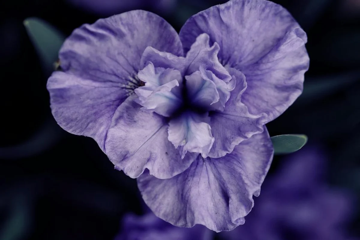 Close-up of a purple wild violet flower against a dark background.