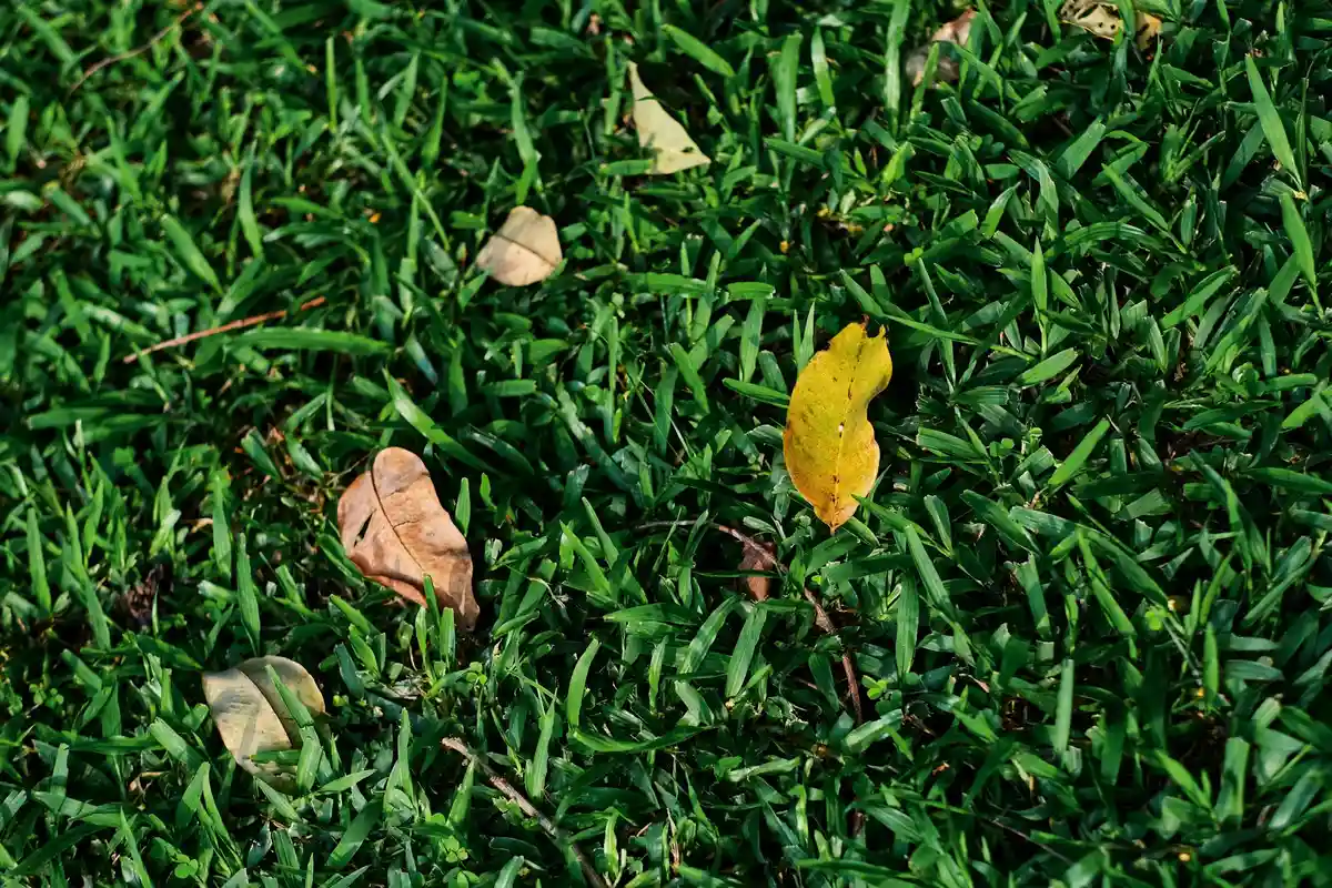 Close-up of a lush green lawn with a few fallen leaves, illustrating warm-season vs. cool-season grasses.