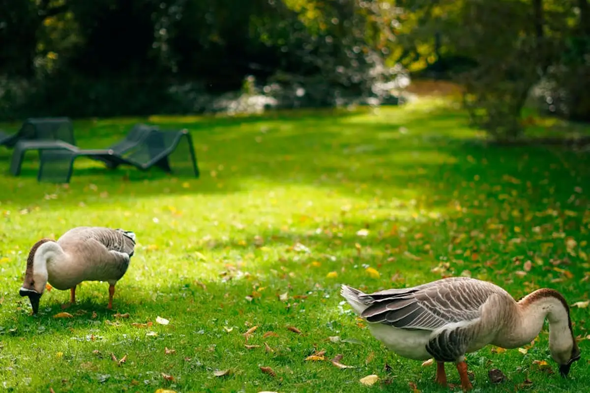 Two geese grazing on a sunlit green lawn with scattered leaves; in the background are trees and a pair of lounge chairs.