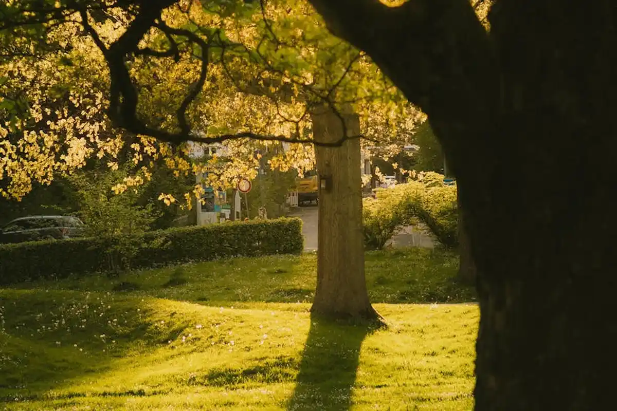 Sunlit park lawn with trees casting long shadows, illustrating a healthy lawn context for core aeration.