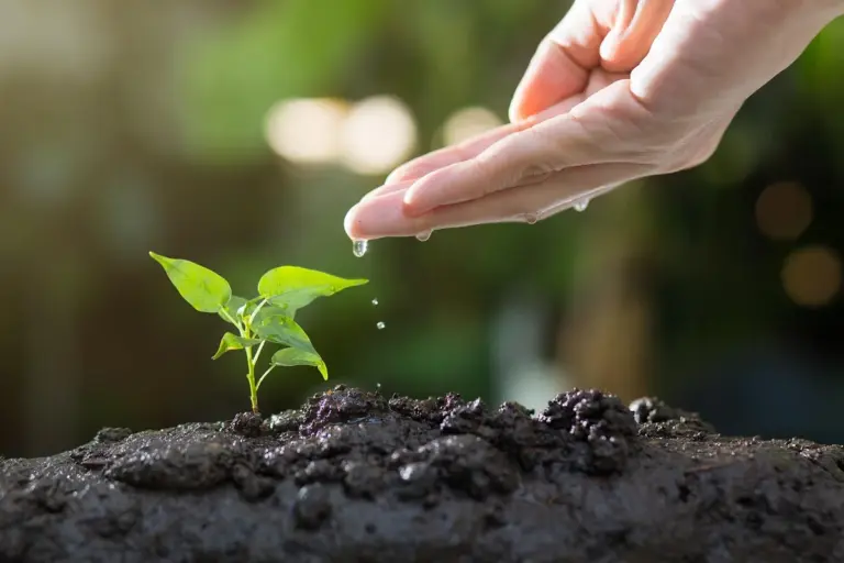 A close-up of a hand watering a small green seedling growing in soil, symbolizing lawn care after aeration and overseeding.