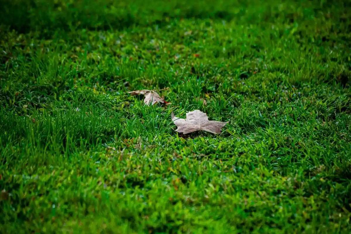 Close-up of a healthy green lawn with a few fallen brown leaves scattered on the grass.