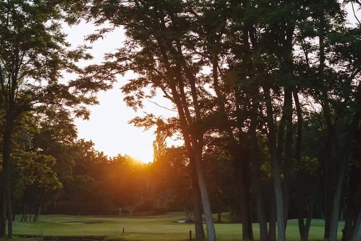 Sunlit lawn at sunset with tall trees casting long shadows