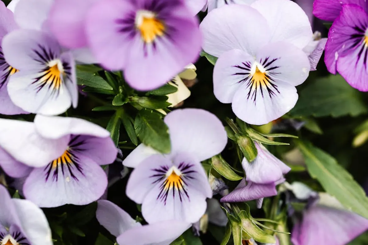 Close-up of purple and white violas (pansies) in a garden bed.