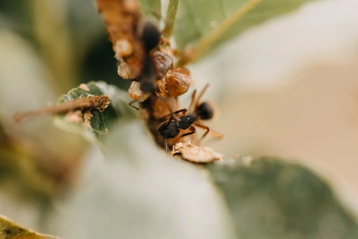 Close-up of ants clustering on a plant stem, illustrating lawn ant activity