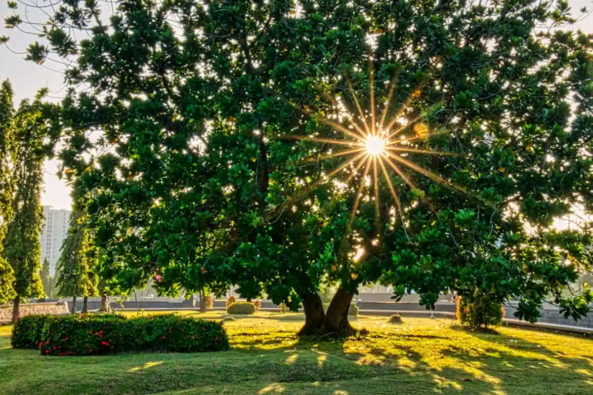 Sunlight streams through a large tree onto a well-manicured lawn, with shrubs in the background.