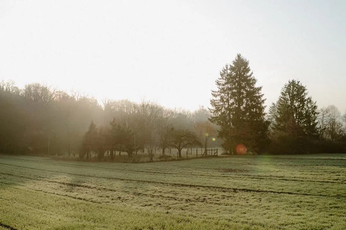 A sunlit field with a row of trees in the distance, capturing warm morning light across the lawn.