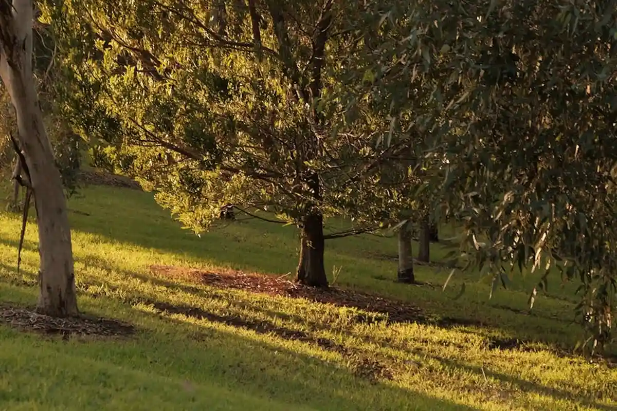 A gently sloped lawn with several mature trees casting dappled shade and sunlight on the grass