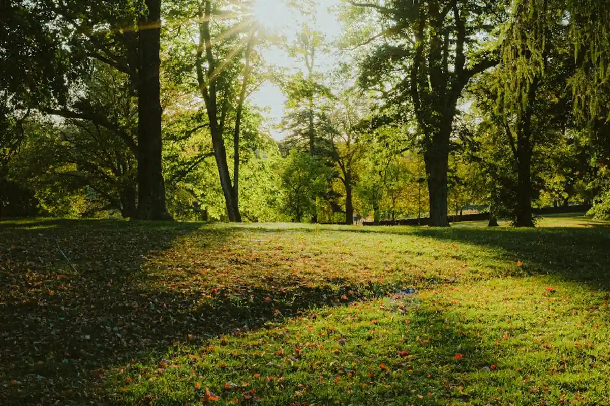 Sunlit lawn in a park with tall trees and dappled shade, showing healthy green grass.