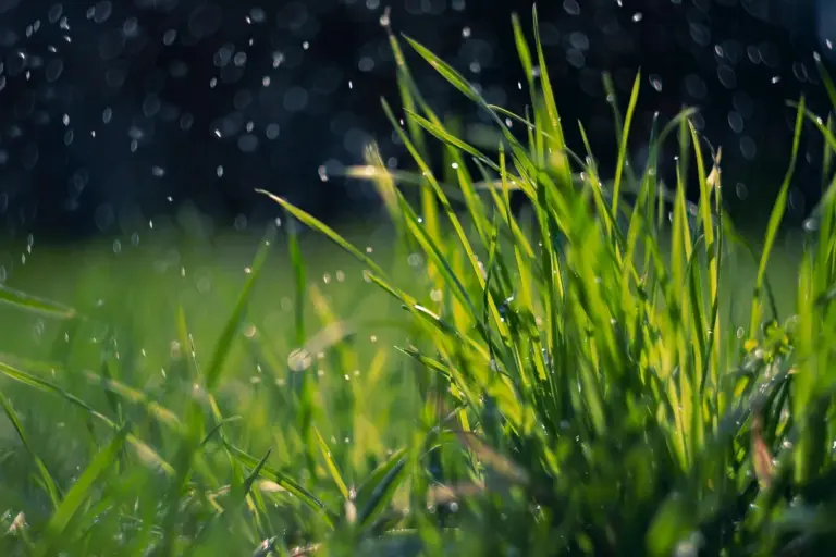 Close-up of vibrant green grass blades with dew droplets on a sunlit lawn