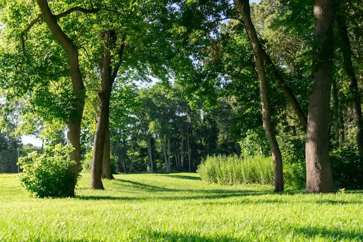 Sunlit green lawn with large trees and shrubs, illustrating a healthy yard ideal for planning a weed-and-feed schedule.