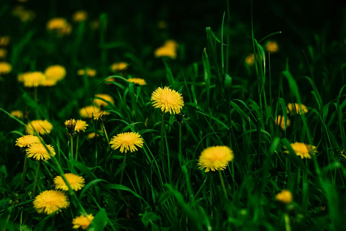 Close-up of yellow dandelions among dark green lawn blades.
