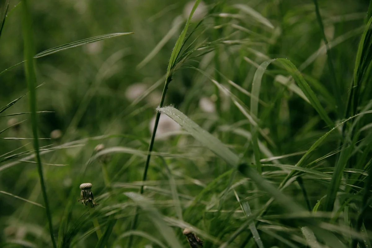 Close-up of dense green lawn grass blades, illustrating how bare spots and thin turf can allow crabgrass to invade.
