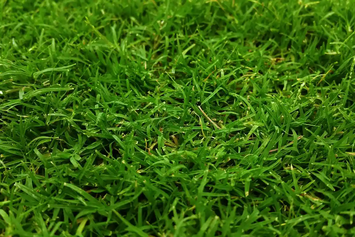 Close-up of dense green lawn grass blades, illustrating turf ready for dethatching and aeration