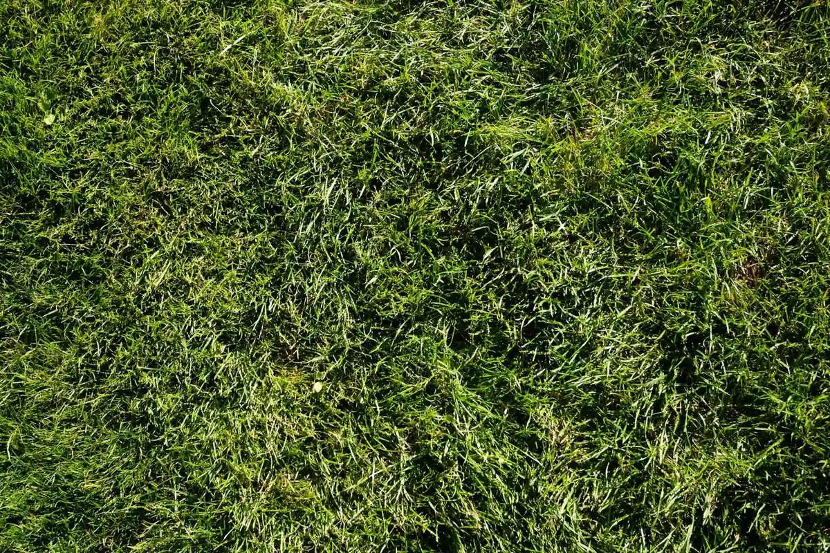 Close-up aerial view of a dense green lawn, highlighting the grass blades and the thatch layer beneath.
