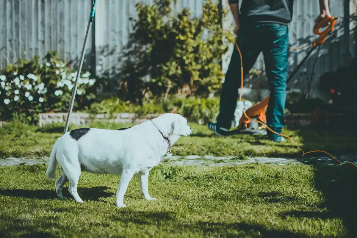 White dog on a leash standing on a sunlit backyard lawn with a person digging in the background.