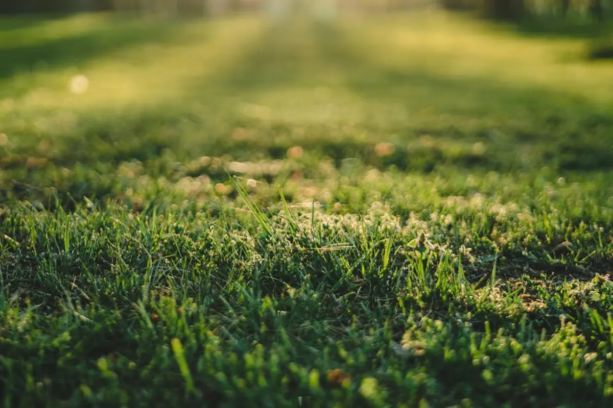 Close-up of sunlit green lawn grass