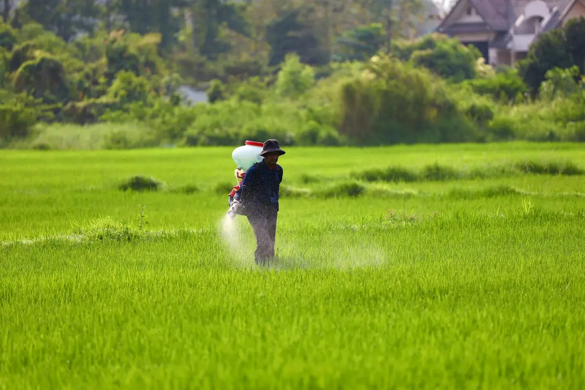 A person wearing a hat sprays fertilizer across a lush, green field.