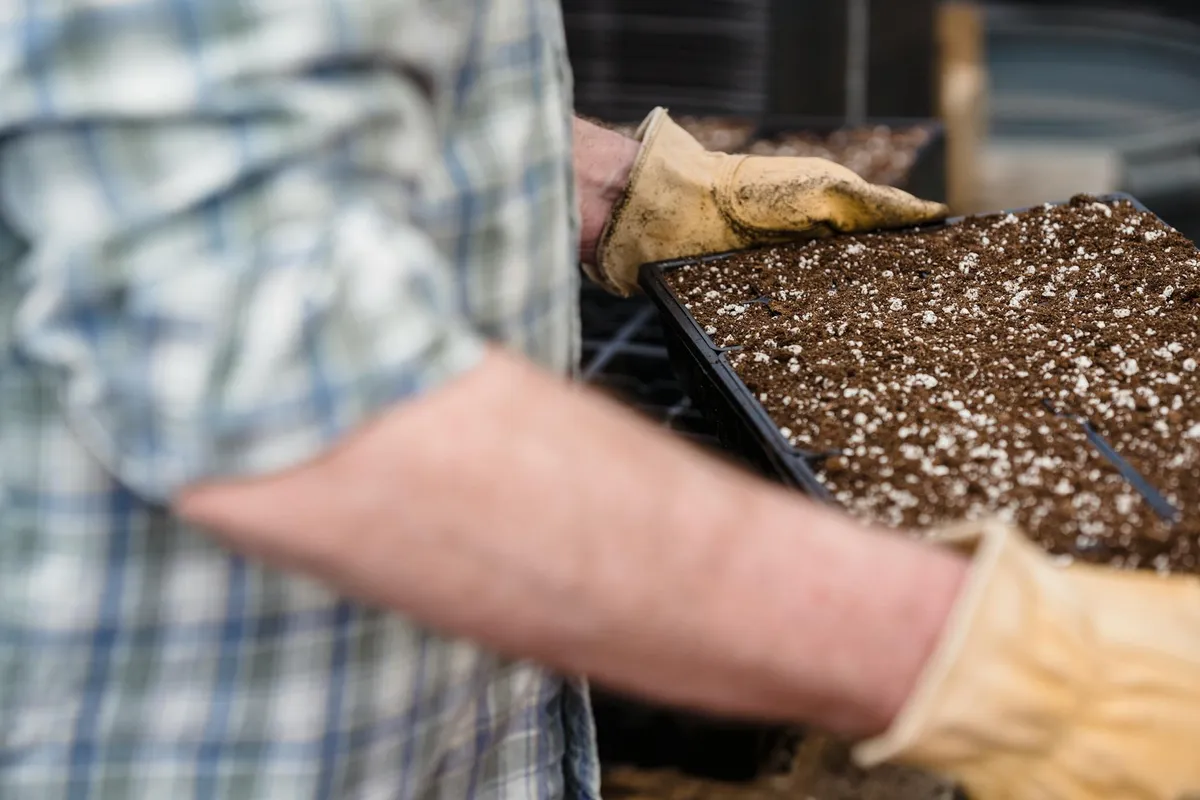 A gardener in a plaid shirt and gloves holds a tray of soil, illustrating foundational soil preparation for a healthy lawn.